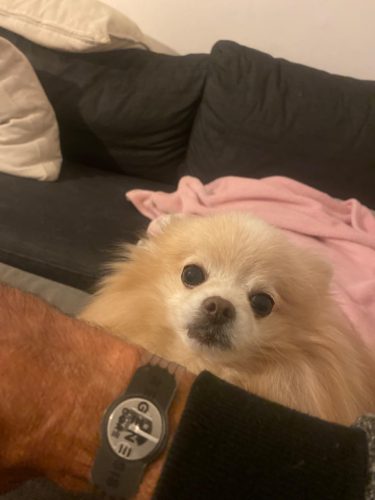 Kit Annuale Regenesis Core Dispositivo Medico di Classe 1 a Induzione Ionica | Modulatore dei Processi Redox e dell'Infiammazione Basale | Copertura per 1 Anno photo review